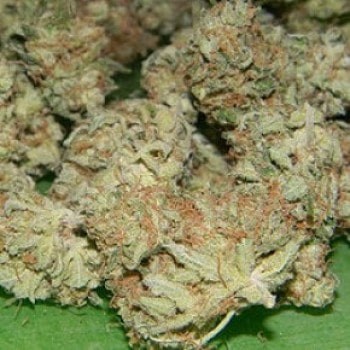 Holy Grail
